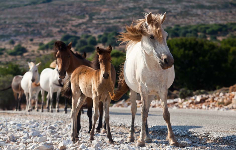 Σκυριανά αλογάκια