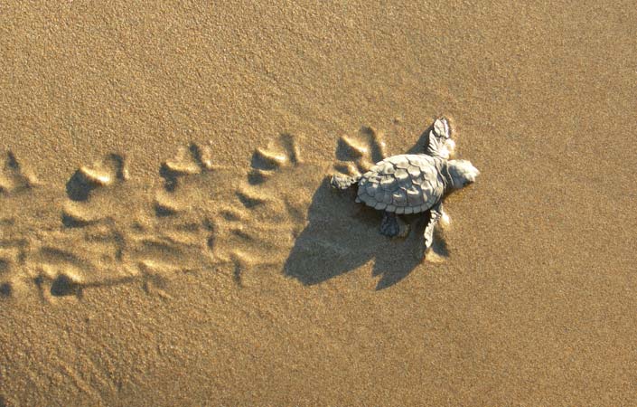 Ζάκυνθος χελώνα caretta-caretta.